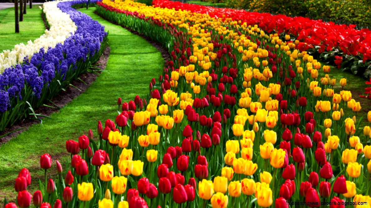 Tulip Flower Desktop Wallpapers  Free Download Tulip HD Tulip Flower Desktop Wallpapers  Free Download Tulip HD