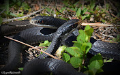 Black Racer