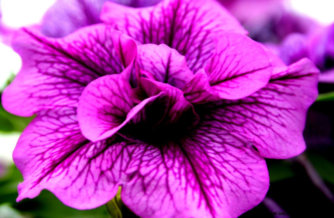 Beautiful Purple Pink Flower Flowers Free Nature Pictures by Beautiful Purple Pink Flower Flowers Free Nature Pictures by