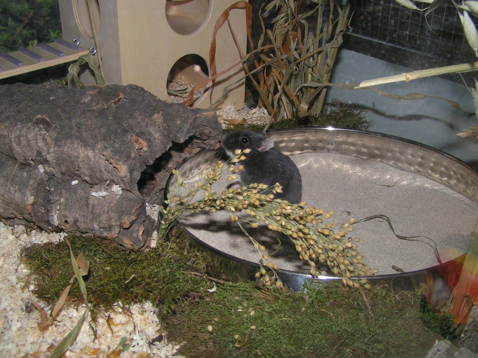 Mufi S Mimi Bloggt Yunalesca Mein Kleines Monsterchen