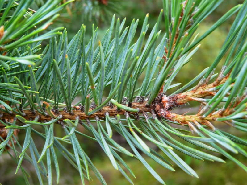 Jm Bio El Pino Silvestre