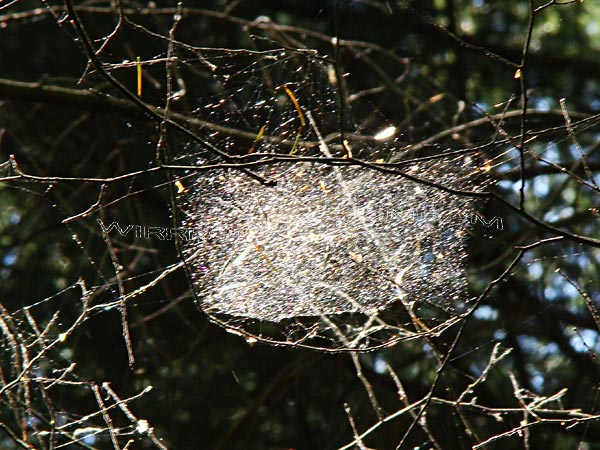Https Www Museumsbund At Uploads Neues Museum Archiv Nm 19 3 Pdf