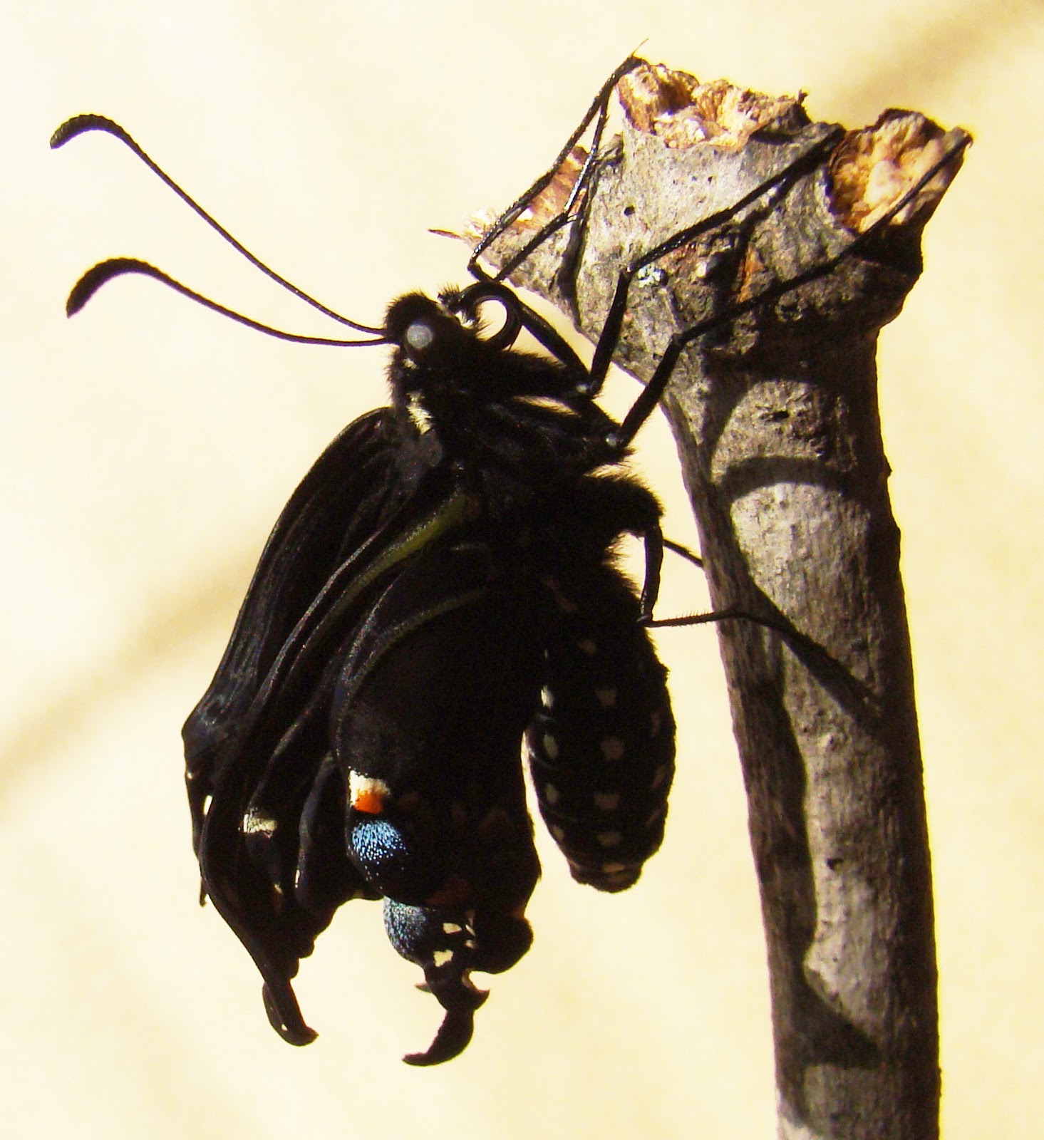 Rurification Black Butterflies