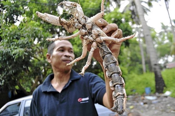 Homem descobre criatura estranha na Tailândia