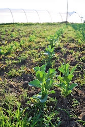 HUERTA EVA SAÑUDO GÓMEZ_ ABRIL 2013