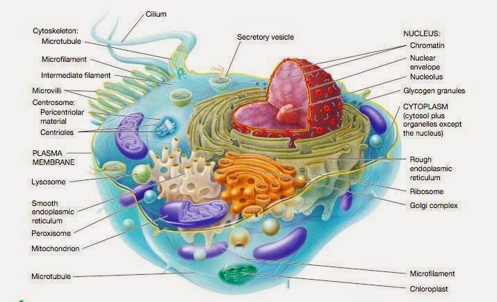 Pada tumbuhan selain memiliki membran sel juga dilengkapi dengan dinding sel yang berfungsi menjaga bentuk sel ciri yang dimiliki oleh dinding sel adalah