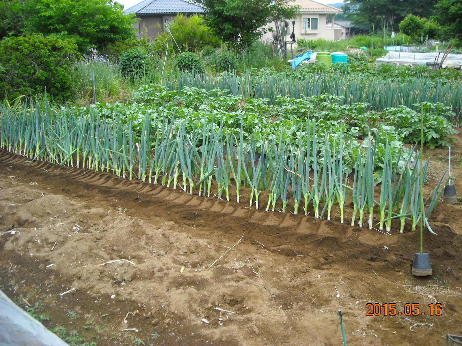 さとう家の野菜畑 スイカ