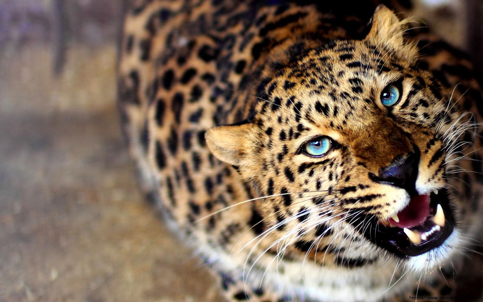 Leopard with Blue Eyes Leopard with Blue Eyes