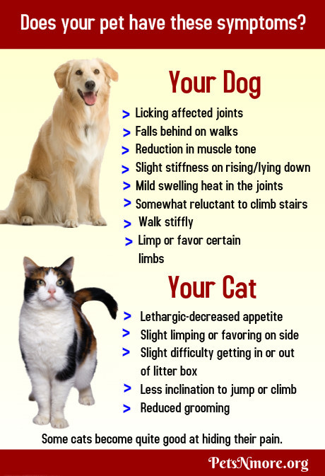 signs of arthritis in dogs pets n more stop this debilitating disease before it starts signs of arthritis in dogs pets n more stop this debilitating disease before it starts