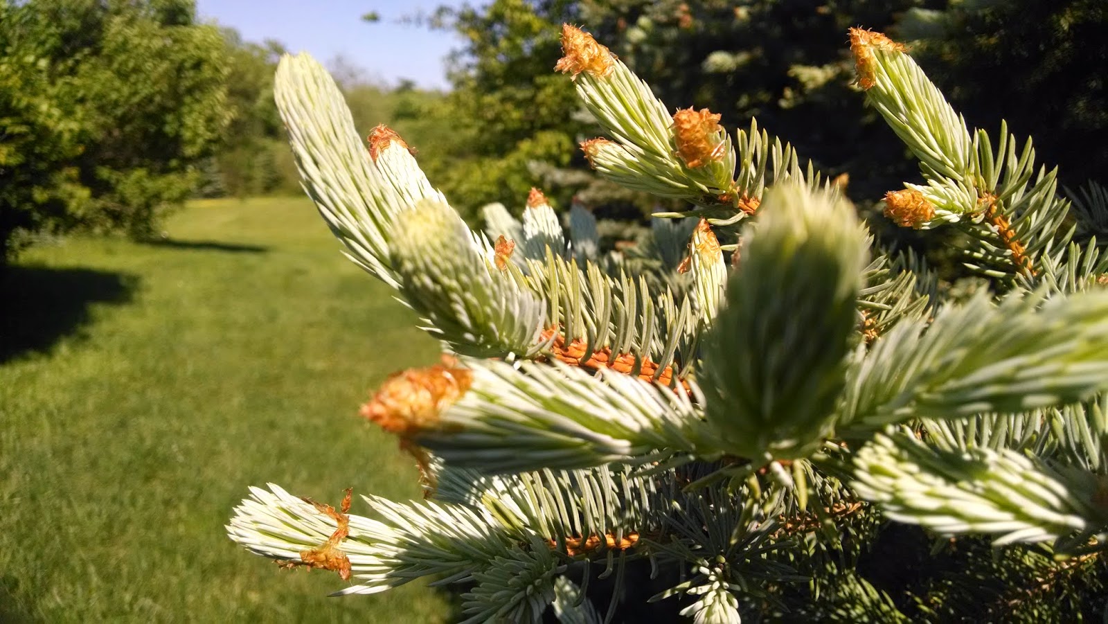 A View from the North Coast A Wonderful Sign of the Spring Growing