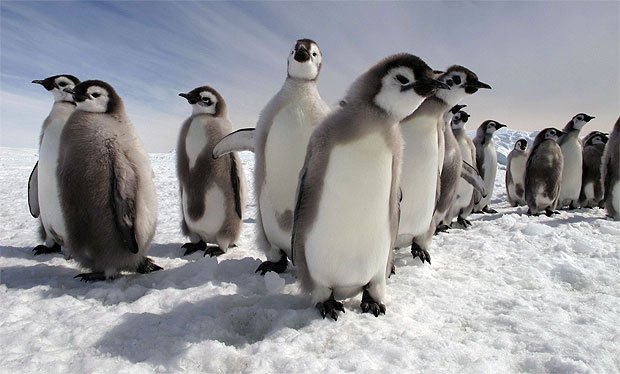 Watch Episode Two Of Penguins - Spy In The Huddle Tonight