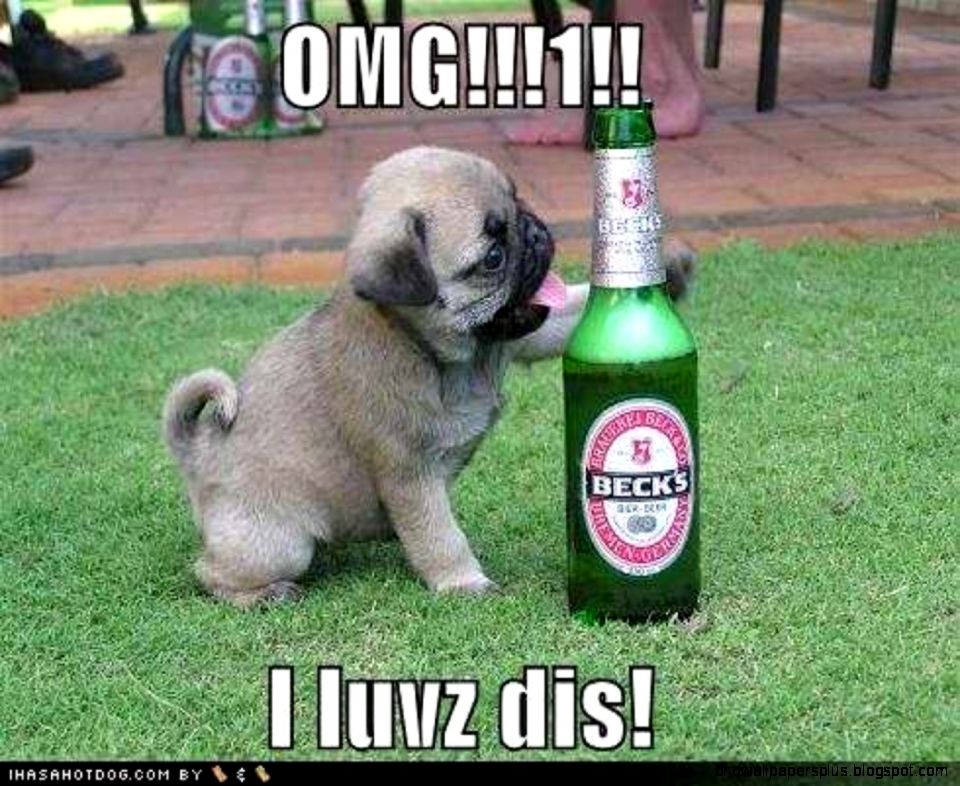 Funny Images Of Animals With Words Free Nexus Wallpapers Funny Images Of Animals With Words Free Nexus Wallpapers
