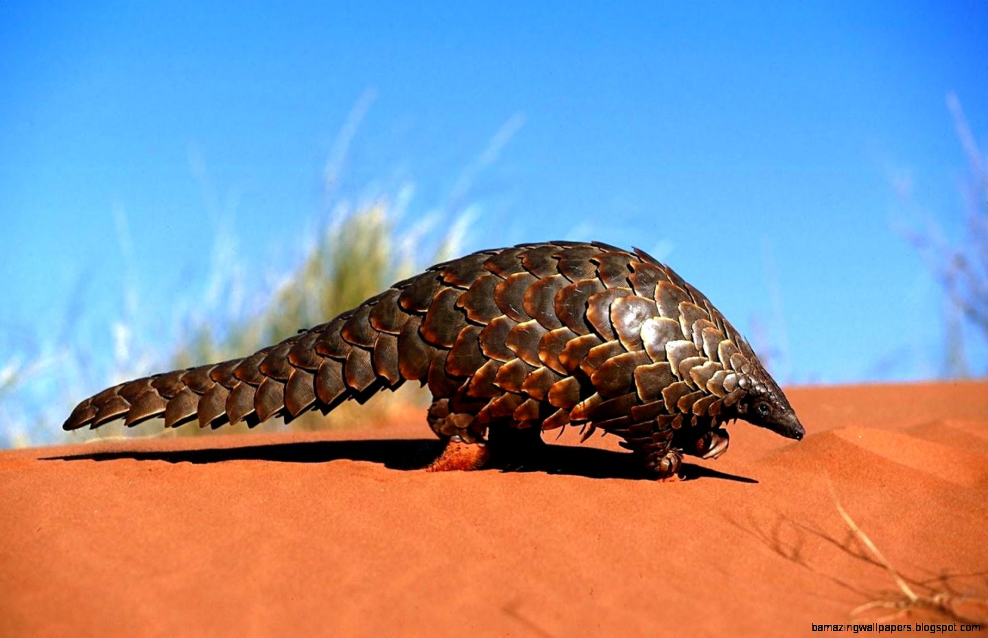 Pangolin Scales Shiny Hot Desert Animals Pangolin Scales Shiny Hot Desert Animals