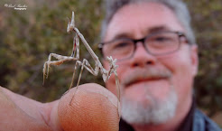 Mantis palo (Empusa pennata)