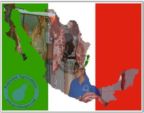 Mexican Exports