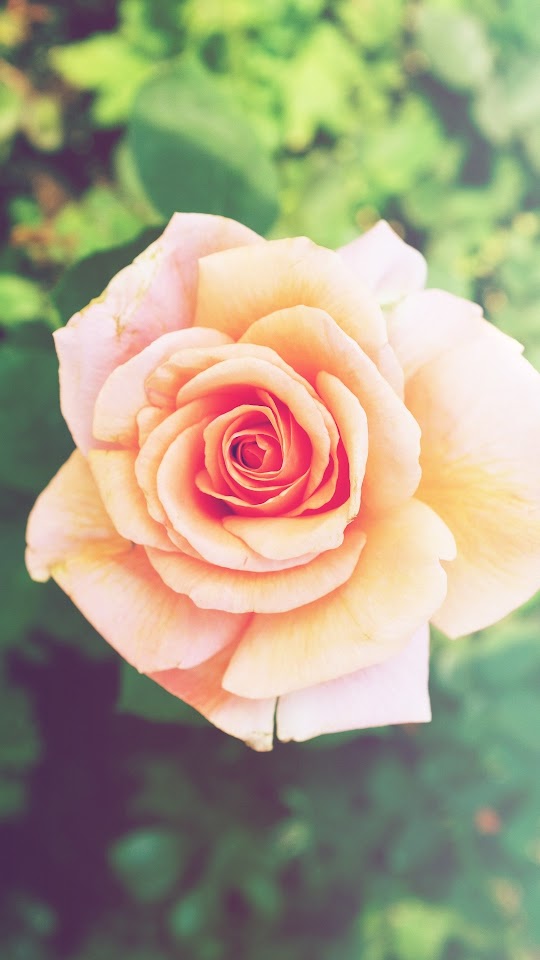 Pink Rose Unfold Android Wallpaper