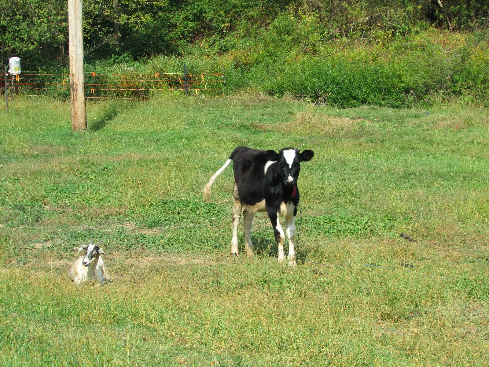 Maggie Moo & Penny Too!