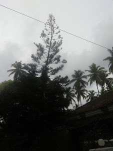 One of the tallest Christmas tree in Agnello Lobo family Farmhouse compound.