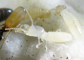 final instar larva of a soldier of Dicuspiditermes termite