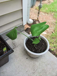 Gardening with Bobbins of Basil | bobbinsofbasil.blogspot.com