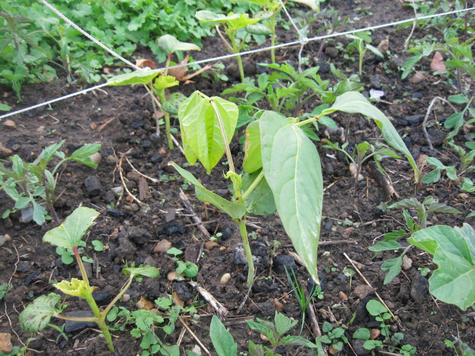 What Vegetables Grow Best In Kentucky at Jack Funk blog