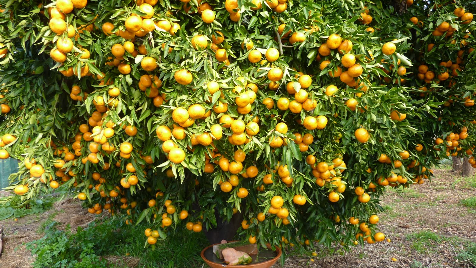 A Bumper Citrus Harvest