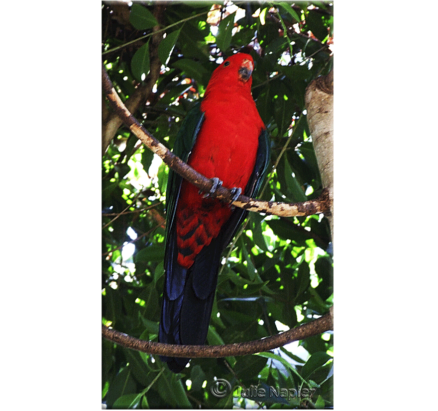 King Parrot Adelaide
