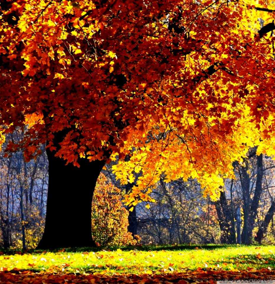 Beautiful Fall HD desktop wallpaper Widescreen High Definition Beautiful Fall HD desktop wallpaper Widescreen High Definition