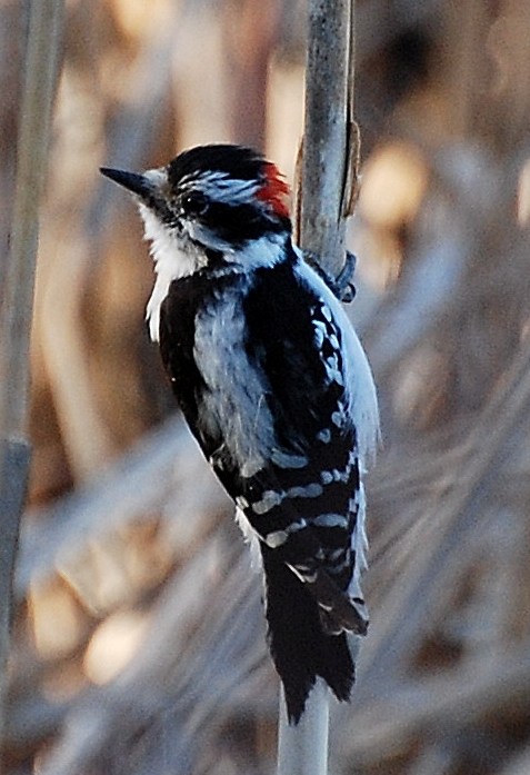 Birding Is Fun!: Discovering What Woodpeckers Eat