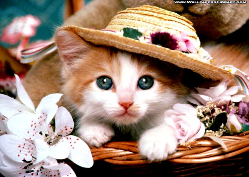 Funny Cat wallpaper Desktop Funny Cat wallpaper Desktop