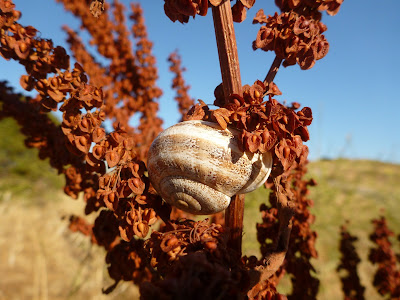 Snail on Rumex Near Shoreline Amphitheatre
