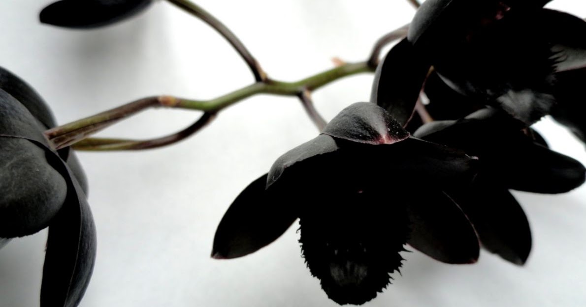 Black Orchid Wallpaper | Wallpapers Gallery