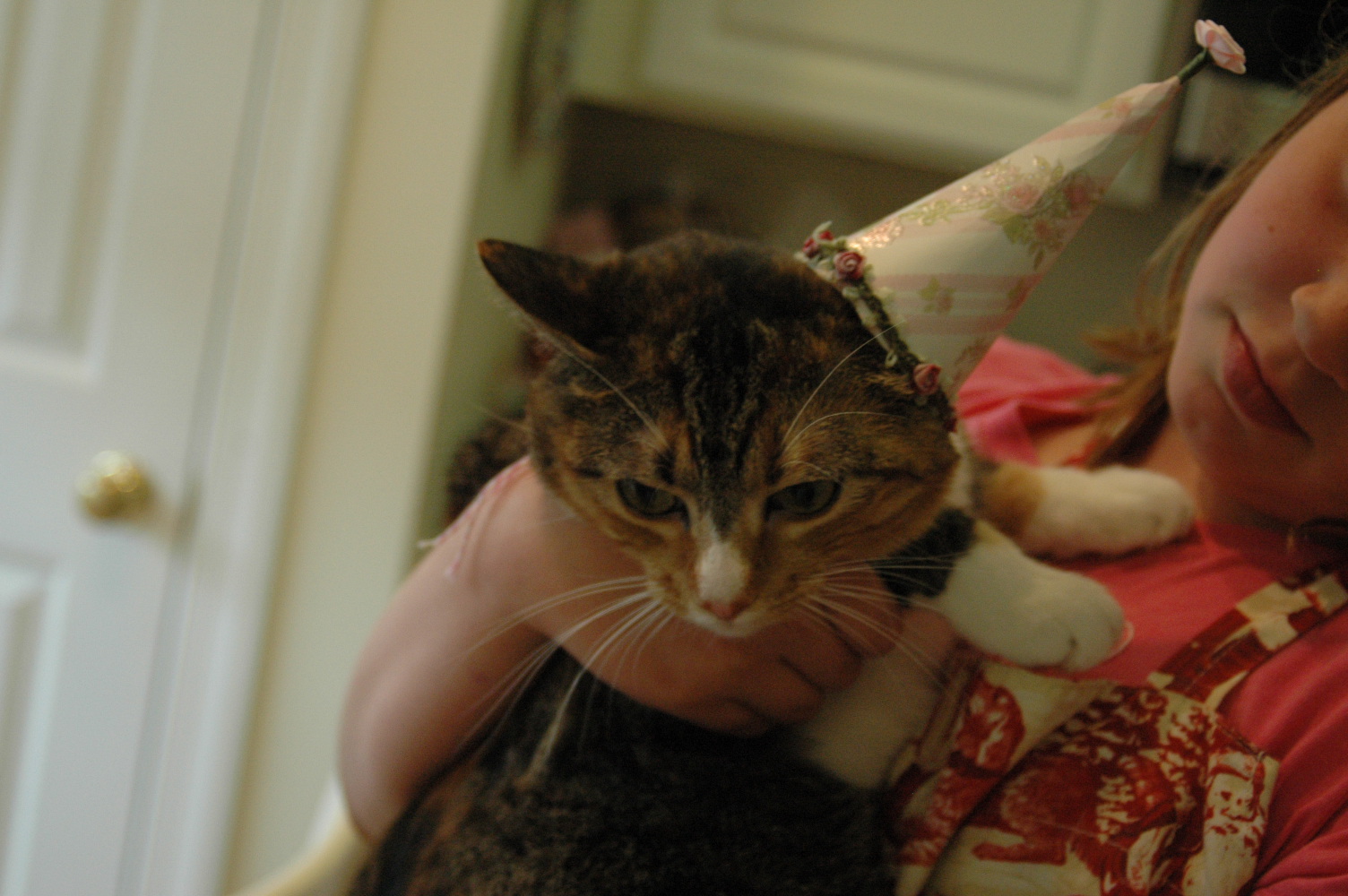 Chai Lion DIY cat party hat!