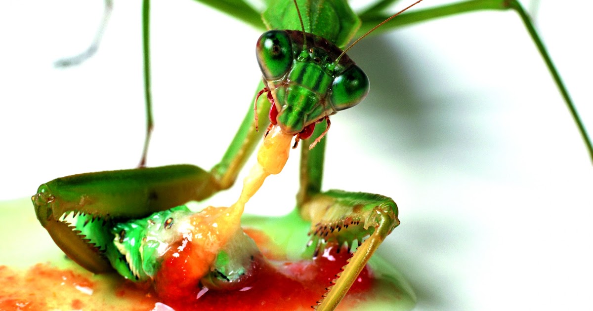 Praying Mantis Eating Mate Wallpapers Gallery