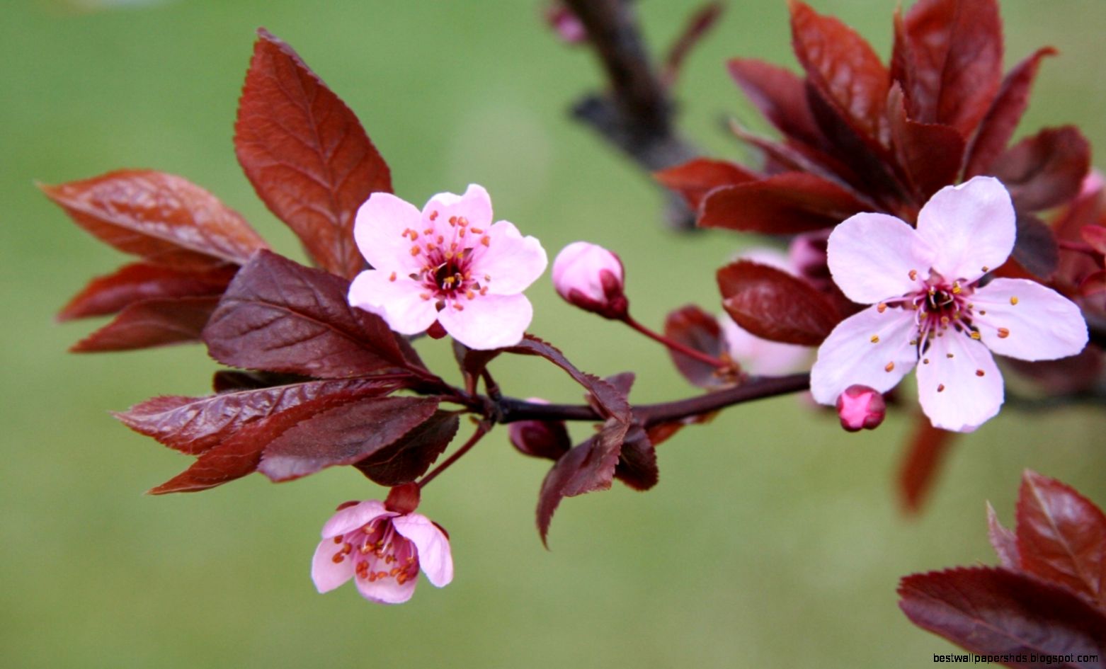Tree Flowers desktop wallpaper « Tree Flowers desktop wallpaper «