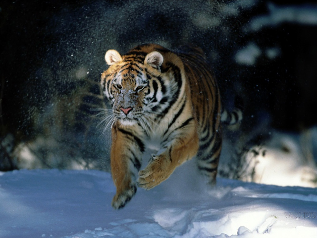 HD Desktop Wallpapers: Tiger wallpaper, tiger wallpapers
