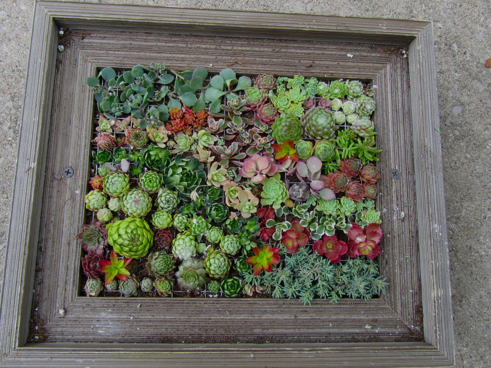 Cheesehead Gardening Succulent Picture Frames