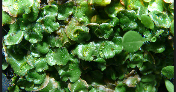 Sejarah Biologi Klasifikasi Lumut Hati Hepaticopsida Dan Kelompoknya