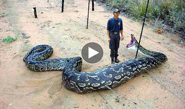 King Cobra Eating Cat King Cobra Eating Cat