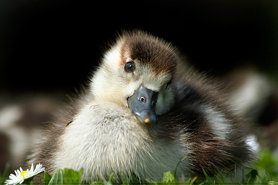 Foto Anak Ayam Yang Lucu Foto Anak Ayam Yang Lucu