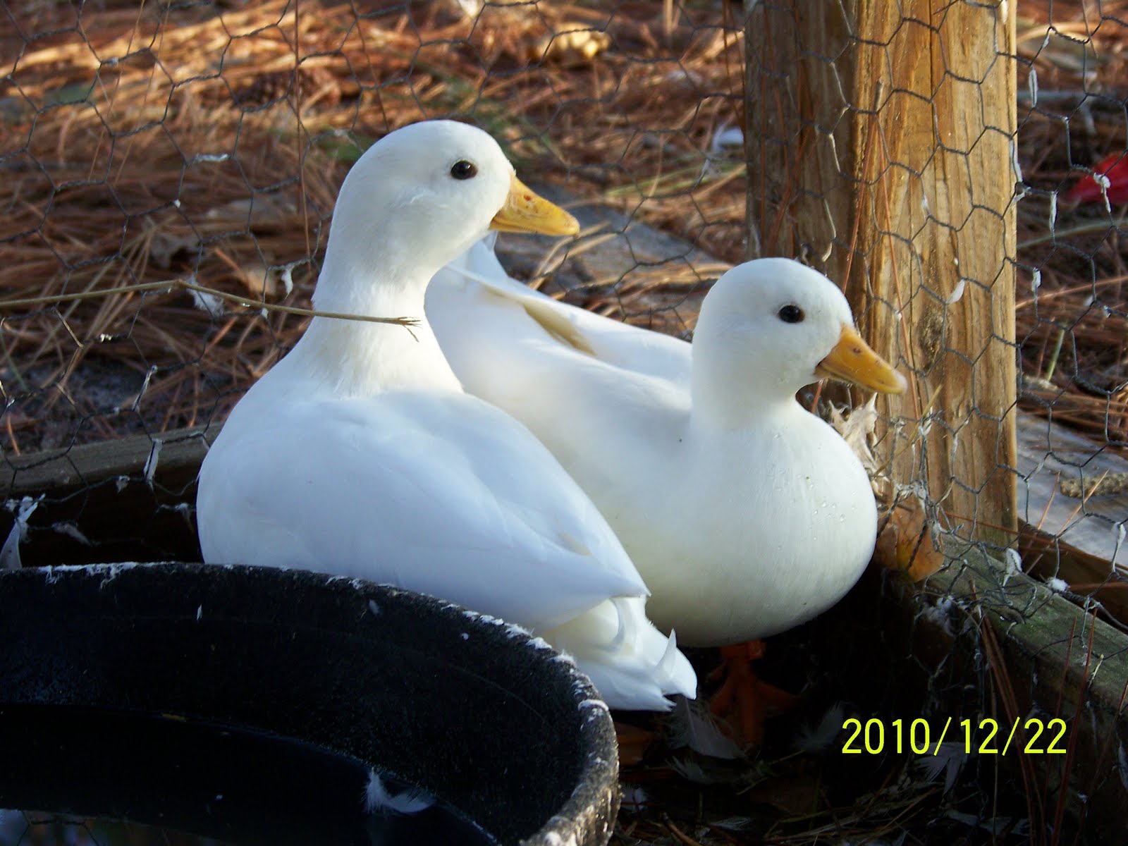 2011 Waterfowl Breeding Season 2011 Price List
