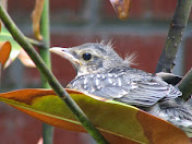 The Fledgling