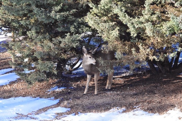deer snow Colorado Springs coloradoviews.filminspector.com