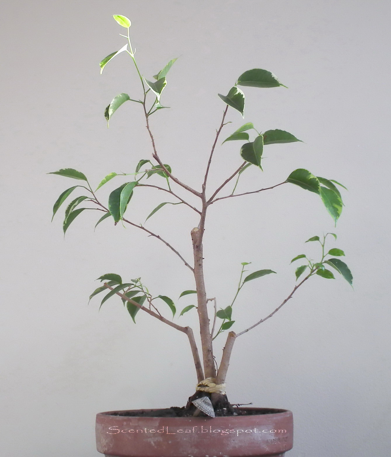 Scented Leaf Ficus Prebonsai, addition for Terrariums