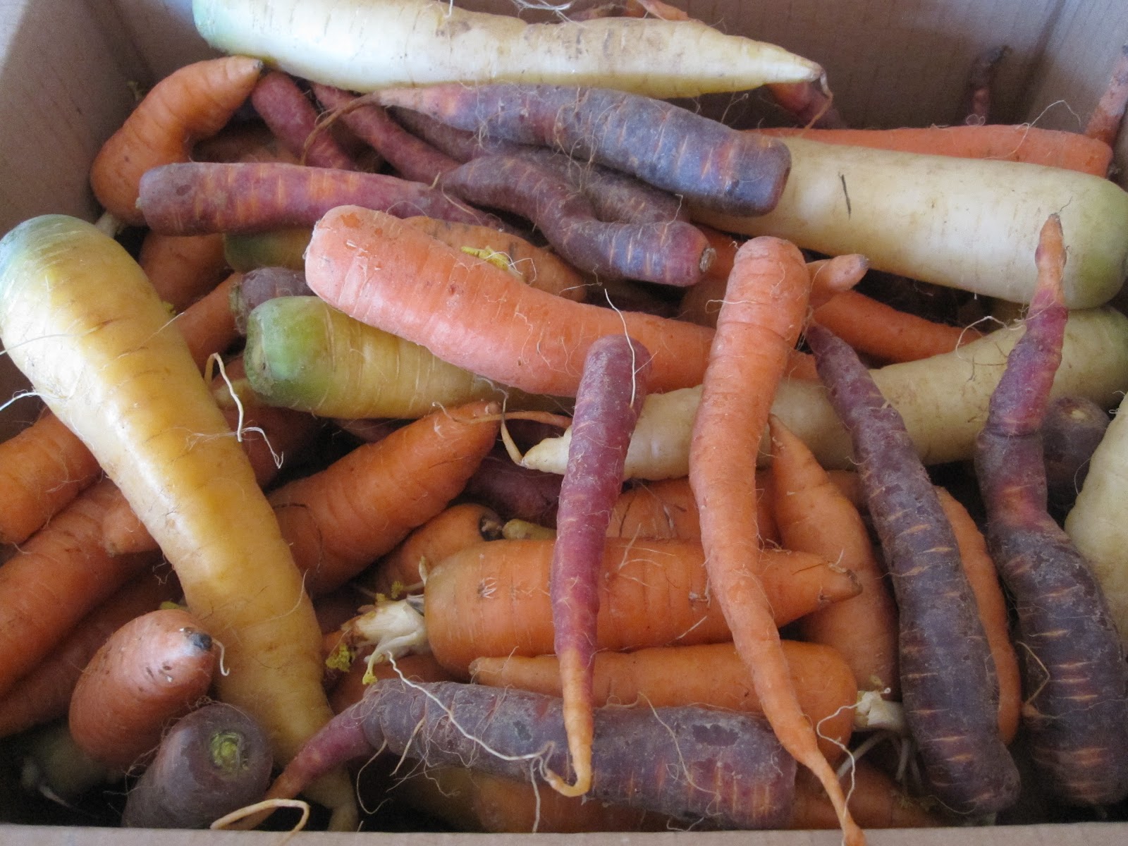 WineBookGirl Pickled Cipollini Onions