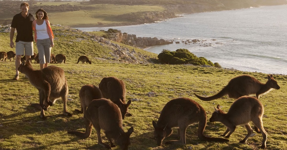 The Best Jobs in the World "Wildlife Caretaker" About Kangaroo Island