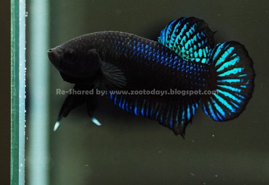 Amanda Cara Melatih Kekuatan Cupang Aduan Agar Bisa Menang