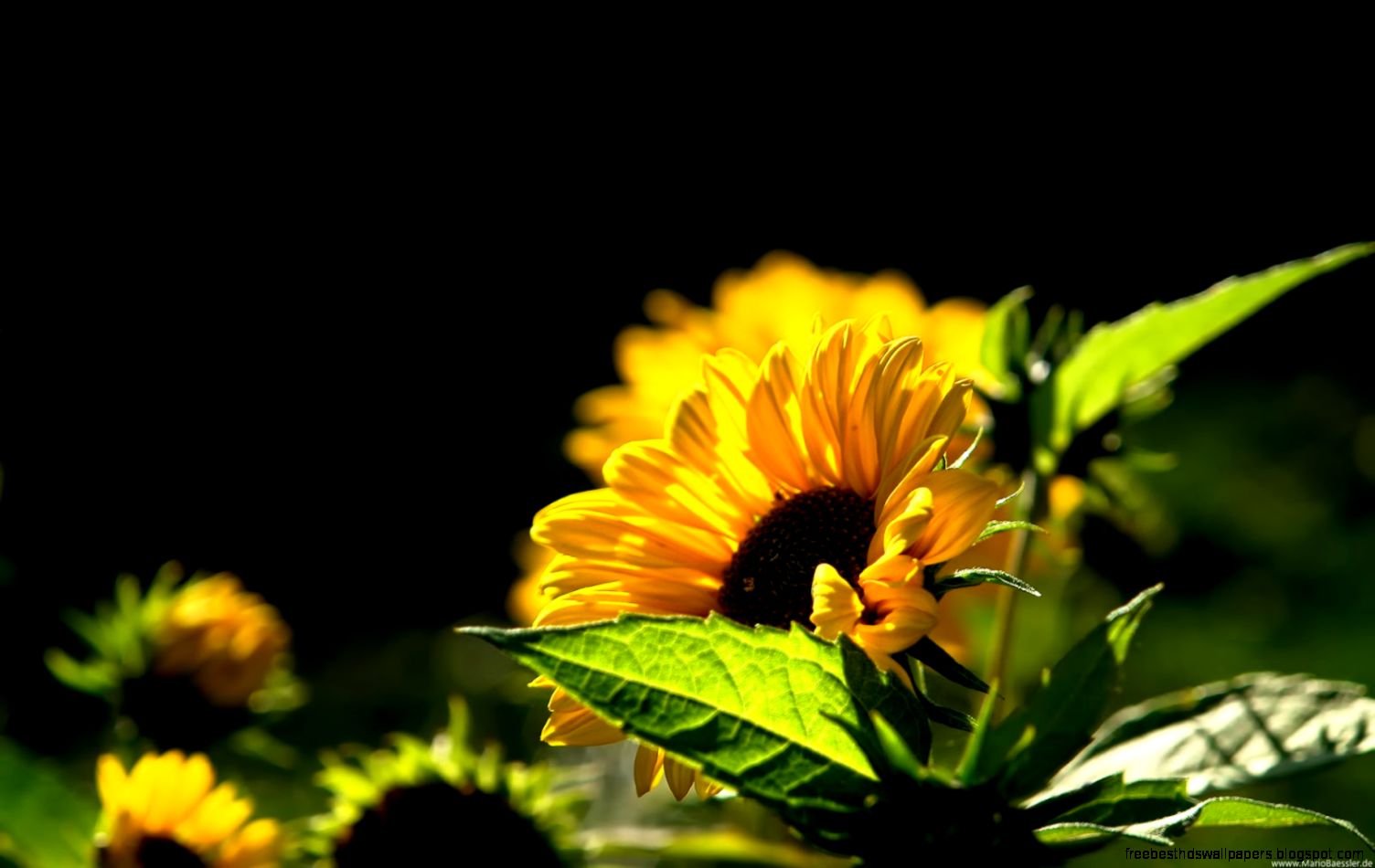Sunflower Wallpapers HD Pictures One HD Wallpaper Pictures Sunflower Wallpapers HD Pictures One HD Wallpaper Pictures