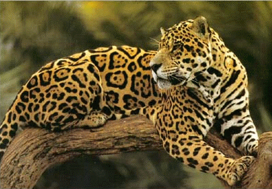 Jaguar on Ser   Poderosa Como El Jaguar Y Colectiva Como Las Hormigas