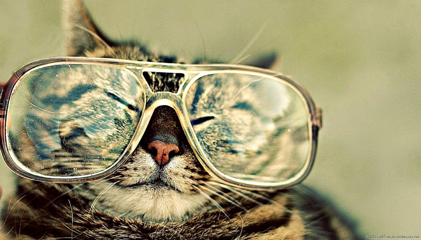 Cat Glasses Wallpaper Hd